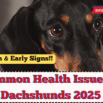 Common Health Issues In Dachshunds 2025 – Prevention & Early Signs