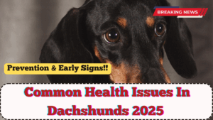 Common Health Issues In Dachshunds 2025 – Prevention & Early Signs