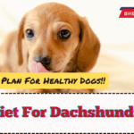 Best Diet For Dachshunds 2025 – Nutrition Plan For Healthy Dogs