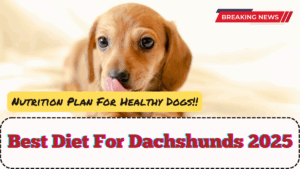 Best Diet For Dachshunds 2025 – Nutrition Plan For Healthy Dogs