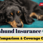 Dachshund Insurance Costs UK 2025 – Full Comparison & Coverage Guide