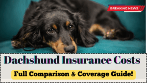 Dachshund Insurance Costs UK 2025 – Full Comparison & Coverage Guide