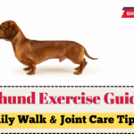 Dachshund Exercise Guidelines UK 2025 – Daily Walk & Joint Care Tips
