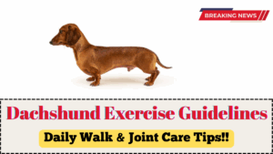 Dachshund Exercise Guidelines UK 2025 – Daily Walk & Joint Care Tips