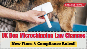 UK Dog Microchipping Law Changes 2025 – New Fines & Compliance Rules