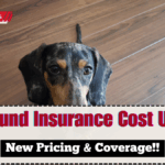 Dachshund Insurance Cost UK 2025 – New Pricing & Coverage