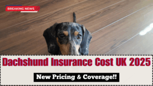 Dachshund Insurance Cost UK 2025 – New Pricing & Coverage