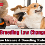 UK Dog Breeding Law Changes 2025 – New License & Breeding Rules
