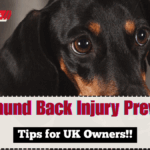 Dachshund Back Injury Prevention 2025 – Tips for UK Owners