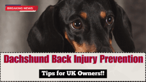 Dachshund Back Injury Prevention 2025 – Tips for UK Owners