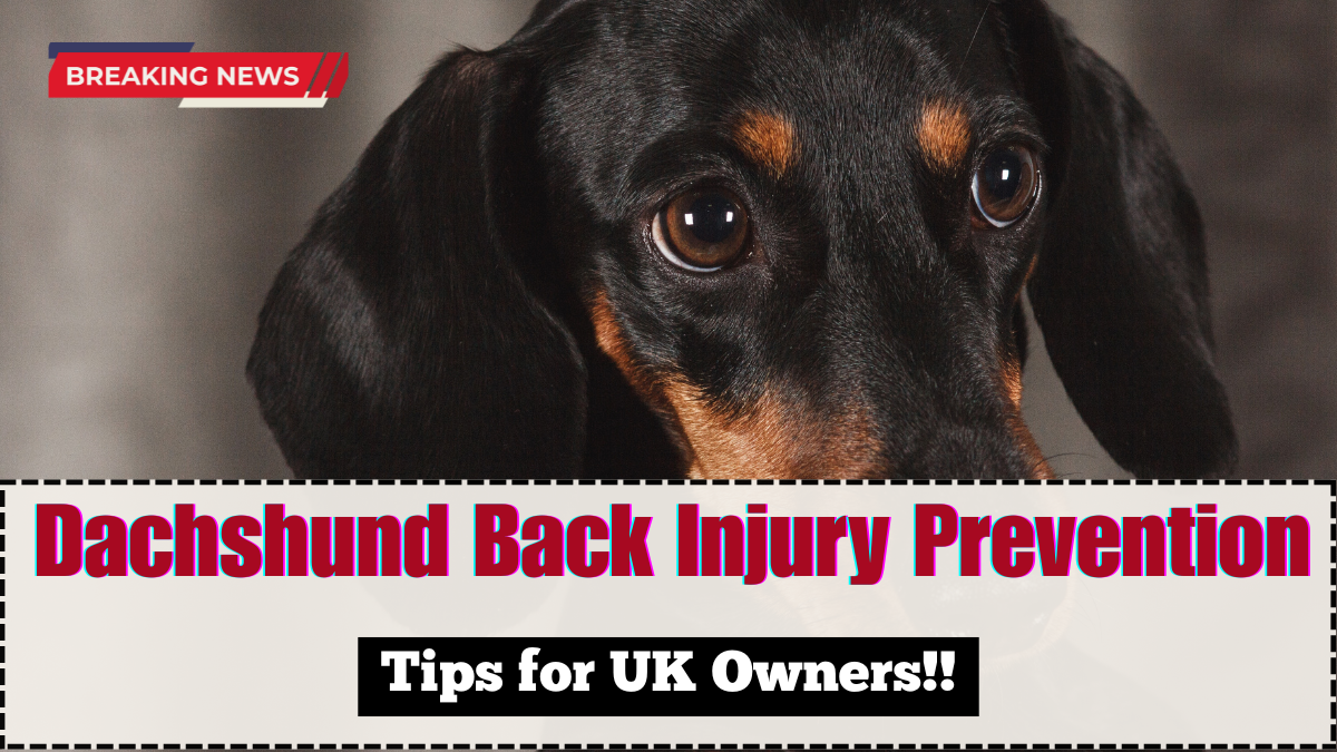 Dachshund Back Injury Prevention 2025 – Tips for UK Owners
