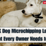 New UK Dog Microchipping Law 2025 – What Every Owner Needs to Know