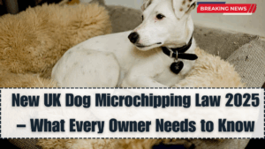 New UK Dog Microchipping Law 2025 – What Every Owner Needs to Know
