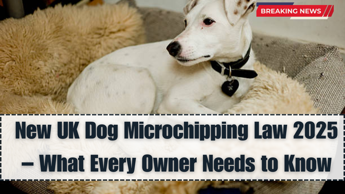 New UK Dog Microchipping Law 2025 – What Every Owner Needs to Know