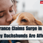 Pet Insurance Claims Surge in UK 2025 – Why Dachshunds Are Affected