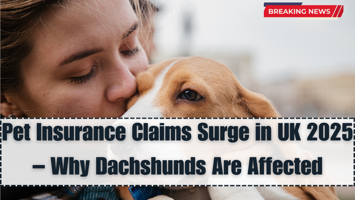 Pet Insurance Claims Surge in UK 2025 – Why Dachshunds Are Affected