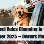 Dog Travel Rules Changing in UK from September 2025 – What Owners Must Know