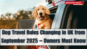 Dog Travel Rules Changing in UK from September 2025 – What Owners Must Know